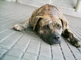 Cachorro ra a desconhecida idade 1 ano nome tigreza