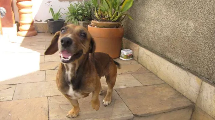 Cachorro raça SRD idade 2 anos nome Pretinha