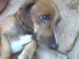 Pretinha