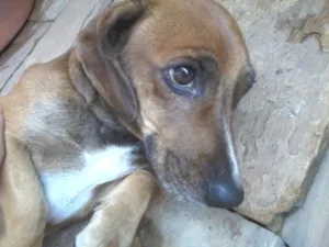Cachorro raça SRD idade 2 anos nome Pretinha