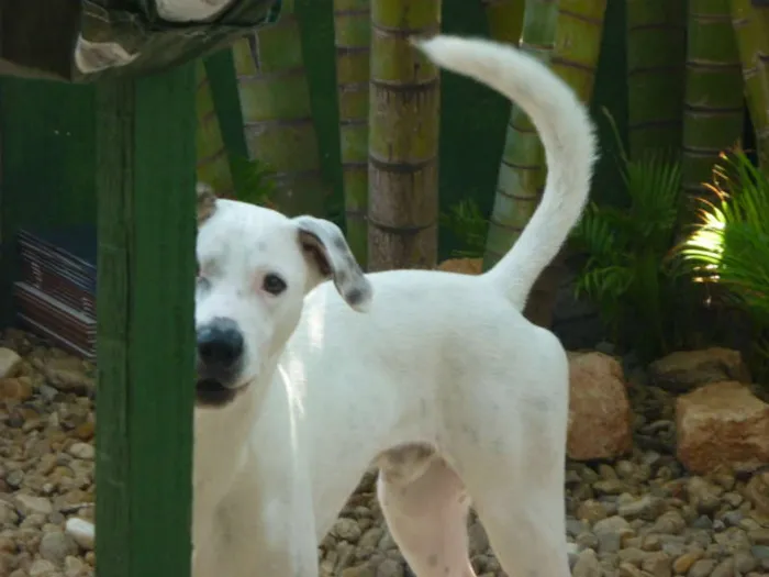 Cachorro ra a INDEFINIDA idade 1 ano nome ESCOT