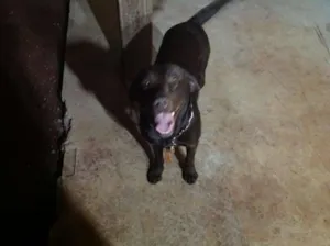 Cachorro raça LABRADOR idade 2 anos nome BONO