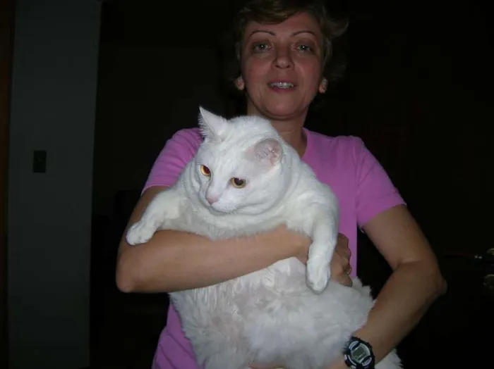 Gato ra a SRD idade 6 ou mais anos nome Felicity/Vitória