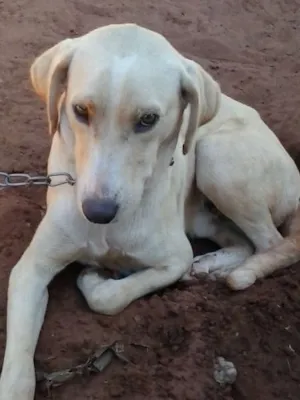 Cachorro raça Vira-lata idade 1 ano nome Branquim