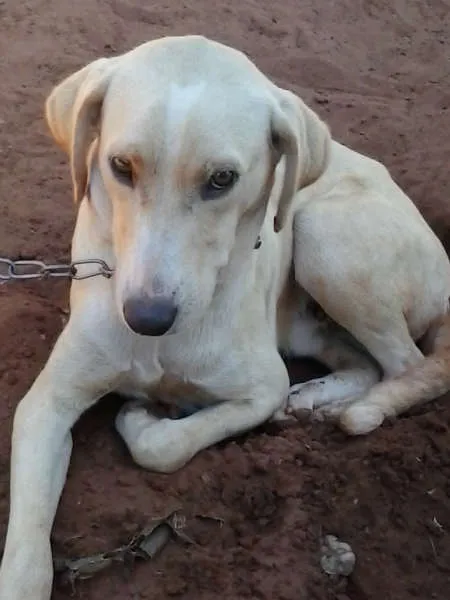 Cachorro ra a Vira-lata idade 1 ano nome Branquim