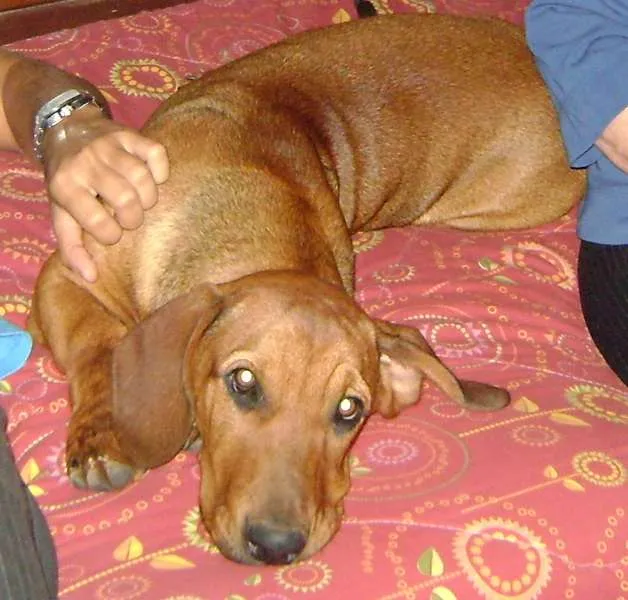 Cachorro ra a SRD idade 4 anos nome Duque