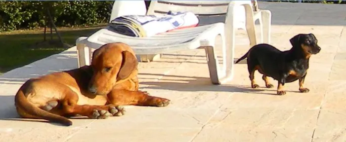 Cachorro ra a SRD idade 4 anos nome Duque