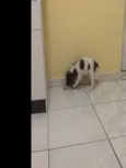 Pintado