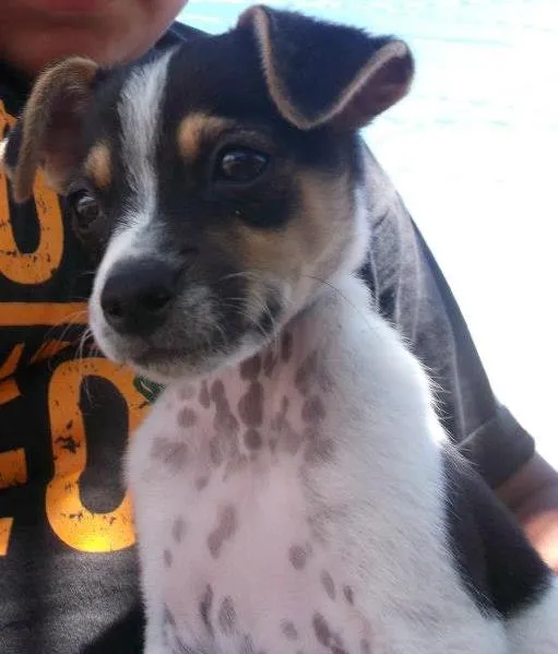 Cachorro ra a Fox idade 2 a 6 meses nome Acamaro