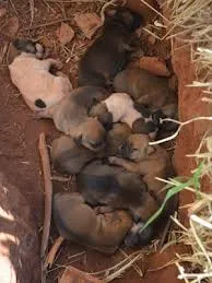 Cachorro ra a LINDOS idade Abaixo de 2 meses nome indefinido