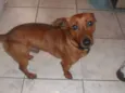 Scooby