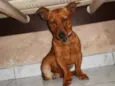 Scooby