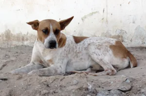 Cachorro raça SRD idade  nome Branquinho