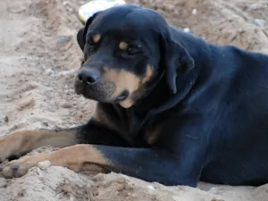 Cachorro raça SRD idade  nome Mistura Rot