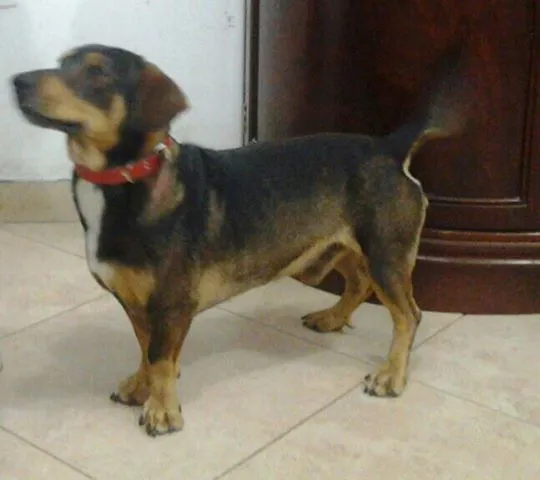Cachorro ra a N/s idade 4 anos nome salsicha