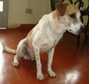 Cachorro raça SRD idade 1 ano nome Max