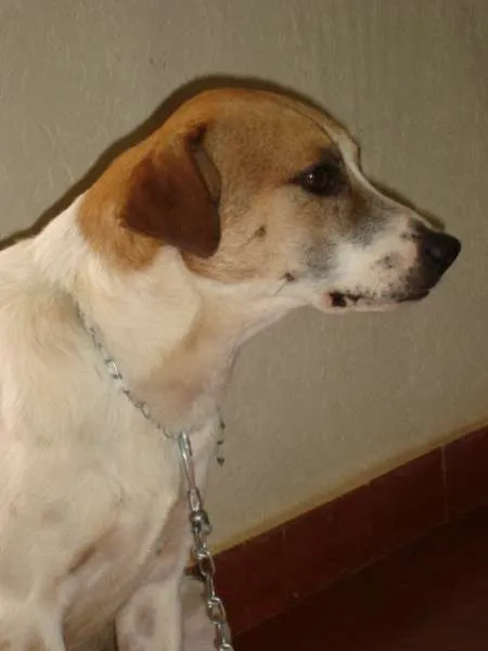 Cachorro ra a SRD idade 1 ano nome Max