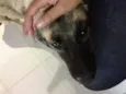 Paquita
