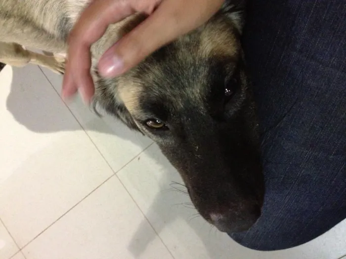 Cachorro raça SRD idade 1 ano nome Paquita