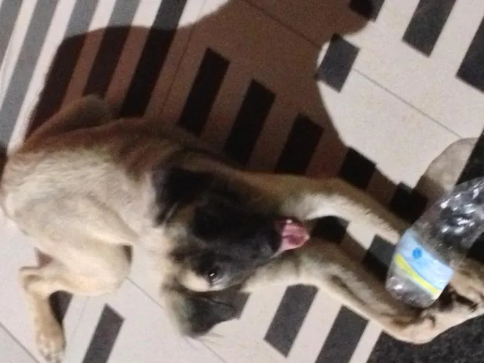 Cachorro raça SRD idade 1 ano nome Paquita