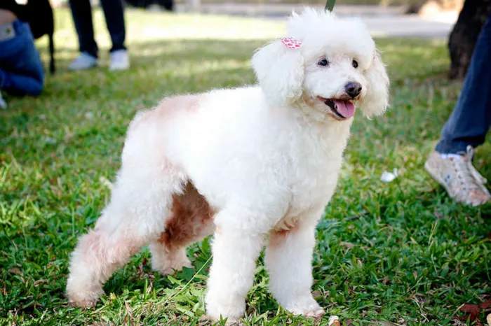 Cachorro ra a POODLE idade 6 ou mais anos nome REGININHA