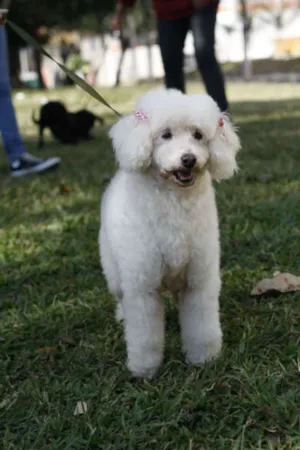 Cachorro raça POODLE idade 6 ou mais anos nome REGININHA