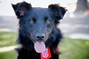 Cachorro raça SRD idade 2 anos nome ZEQUINHA