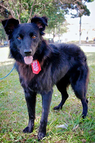 Cachorro ra a SRD idade 2 anos nome ZEQUINHA
