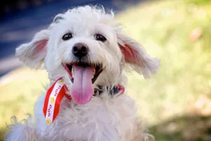 Cachorro raça Mestiço Poodle idade 3 anos nome JHONY