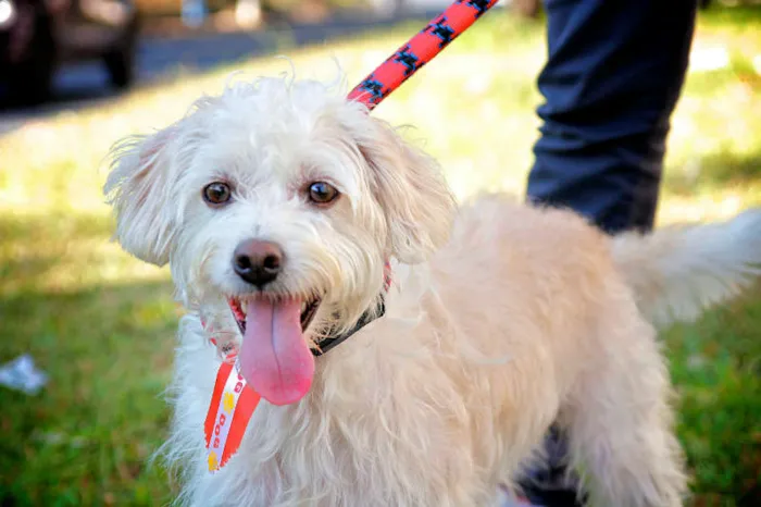 Cachorro ra a Mestiço Poodle idade 3 anos nome JHONY