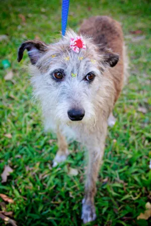 Cachorro raça SRD idade 3 anos nome NATI