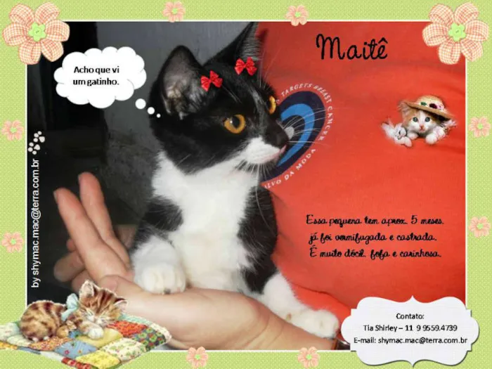 Gato ra a SRD idade 2 a 6 meses nome Maitê