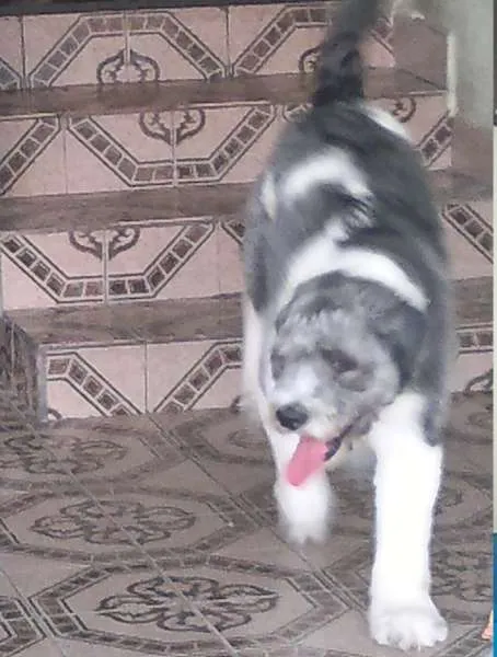 Cachorro ra a SRD idade 1 ano nome Lelek