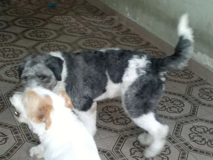 Cachorro ra a SRD idade 1 ano nome Lelek