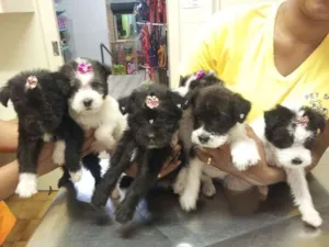 Cachorro raça vira com poodle idade Abaixo de 2 meses nome filhotes fêmeas