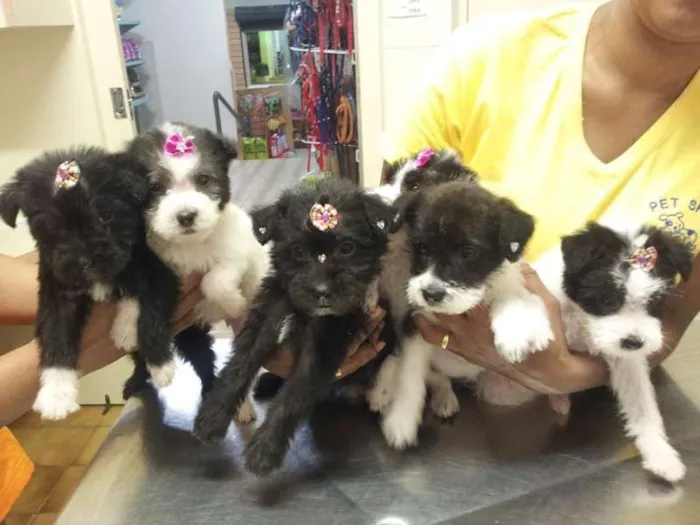 Cachorro ra a vira com poodle idade Abaixo de 2 meses nome filhotes fêmeas