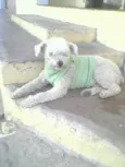 Poodle bebê