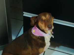 Cachorro raça SRD idade 1 ano nome Mel