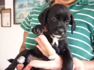 Cachorro raça srd idade 2 a 6 meses nome DUDU