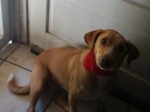 Cachorro raça SRD idade 2 anos nome Petita