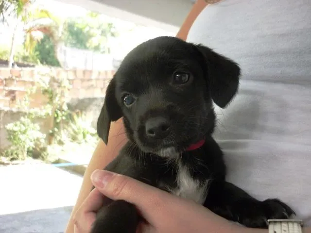 Cachorro ra a SRD idade 2 a 6 meses nome DOLLY