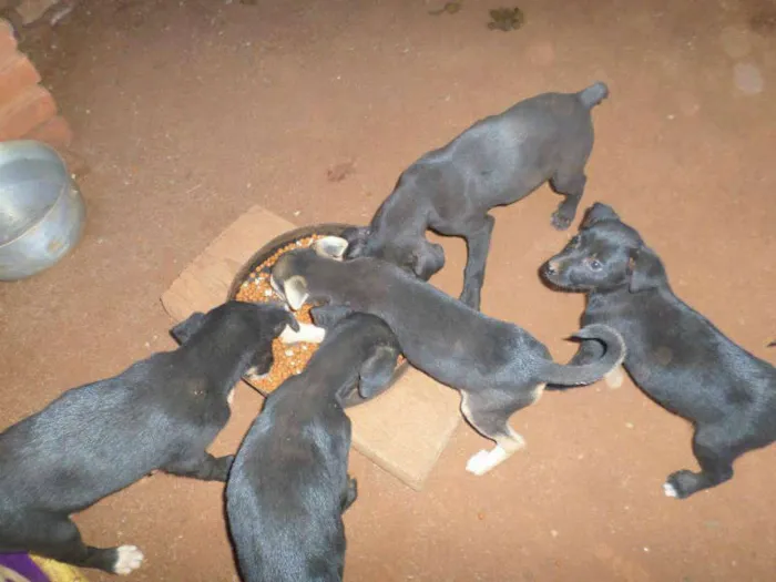 Cachorro ra a SRD idade 2 a 6 meses nome CANDIDO MOTA