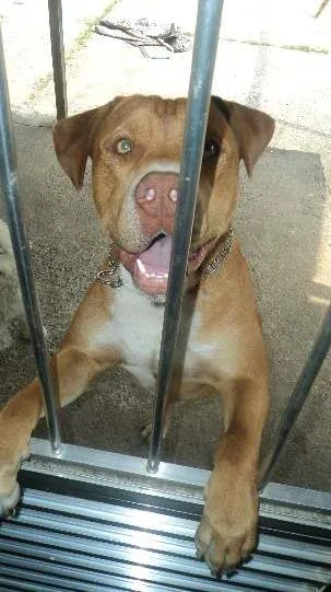 Cachorro ra a Pit-Bull idade 2 anos nome Sadan