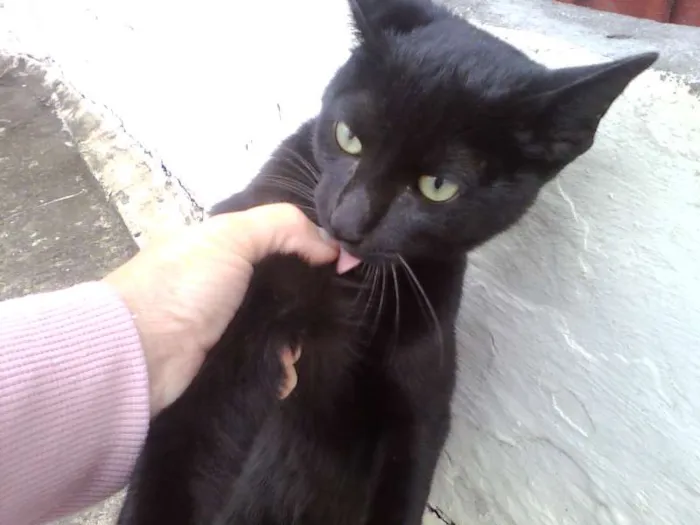 Gato ra a SRD idade 7 a 11 meses nome sem nome