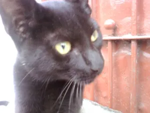 Gato raça SRD idade 7 a 11 meses nome sem nome