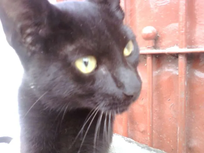 Gato ra a SRD idade 7 a 11 meses nome sem nome