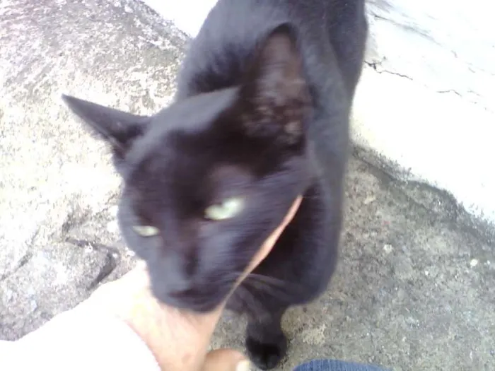 Gato ra a SRD idade 7 a 11 meses nome sem nome