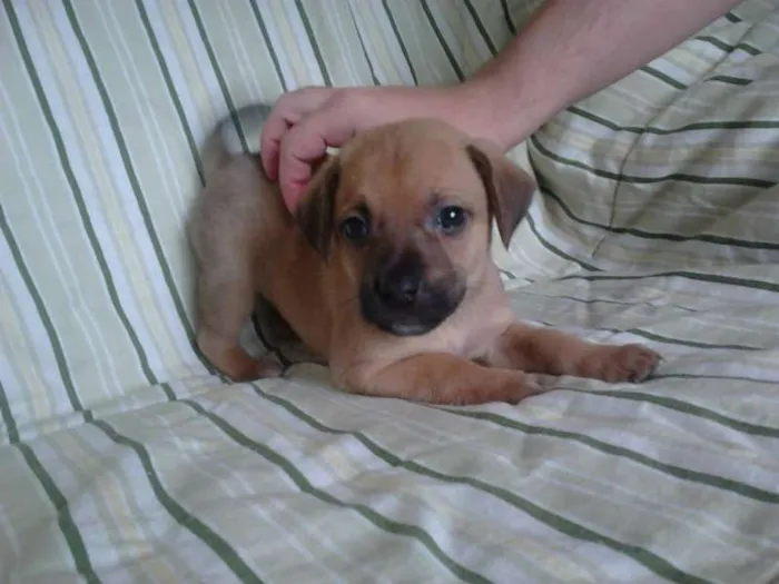 Cachorro ra a SRD idade Abaixo de 2 meses nome ADA