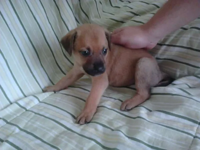 Cachorro ra a SRD idade Abaixo de 2 meses nome ADA
