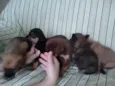 Chocolate